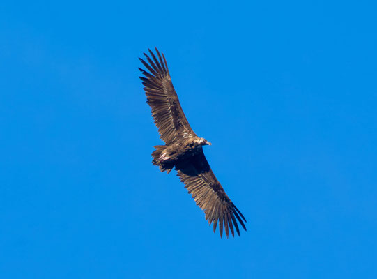 Buitre negro (Aegypius monachus)