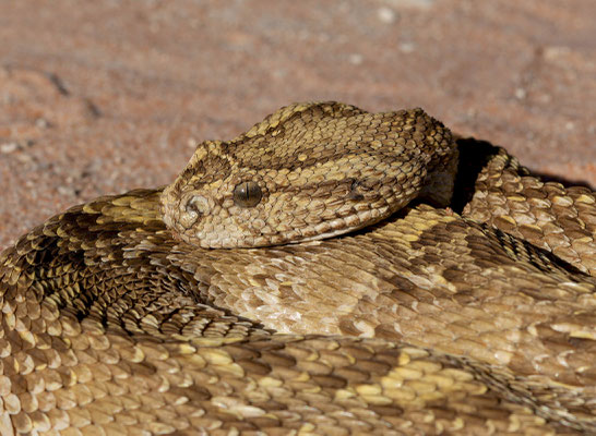 Puff adder (Bitis arietans). Yellow morph.