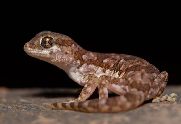 Northern elegant gecko (Stenodactylus mauritanicus)