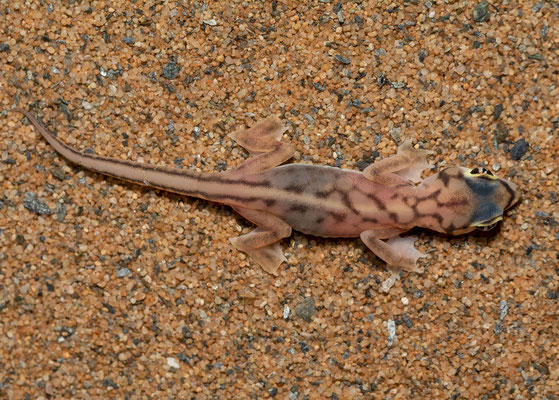 Namib Dune Gecko (Pachydactylus rangei), dorsal pattern