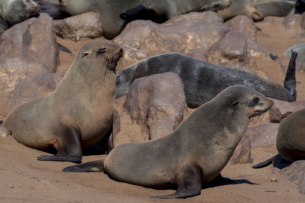Cape fur seals (Arctocephalus pusillus)