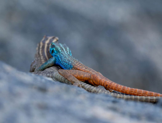 Attenborough's flat lizard (Platysaurus attenboroughi), mating