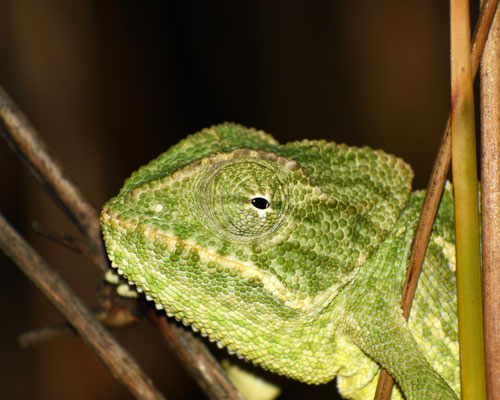 Camaleón común (Chamaeleo chamaeleon). Foto de César.