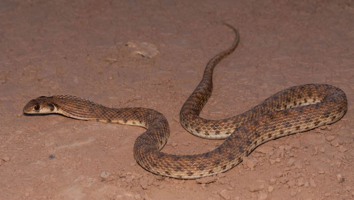 False cobra (Rhagheris moilensis)