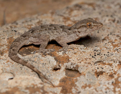 East canary wall gecko (Tarentola angustimentalis)