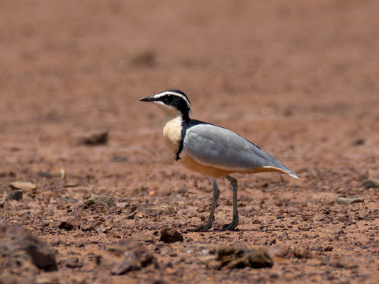 Egyptian plover (Pluvialis aegyptius)