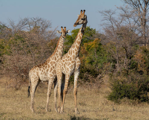 Giraffe (Giraffa cameleopardis), mother and calf