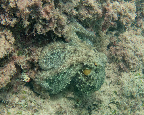 Pulpo (Octopus vulgaris). Alicante, foto de archivo.