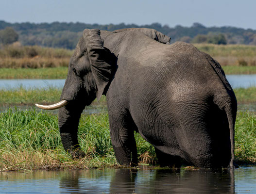 African Savanna Elephant (Loxodonta africana), big male