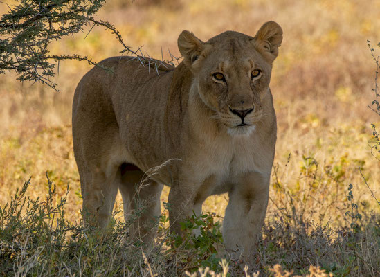 Lioness (Panthera leo)