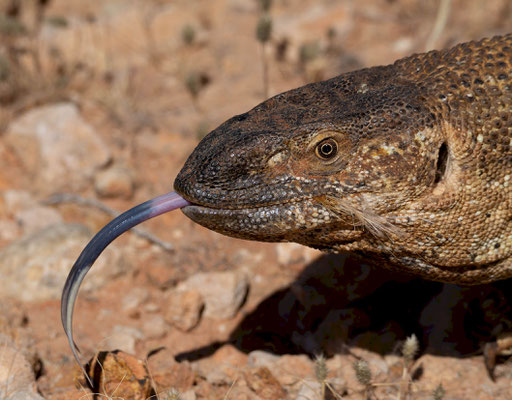 Rock Monitor (Varanus albigularis)