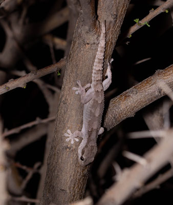 Hoggar's gecko (Tarentola hoggarensis), in situ