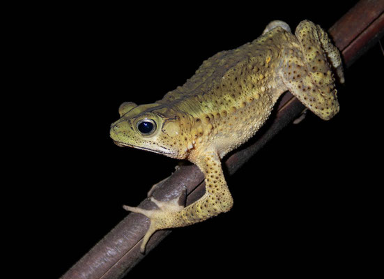 Evergreen toad (Incilius coniferus)