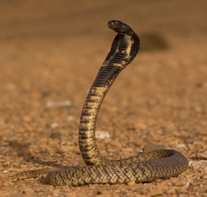 Egyptian cobra (Naja haje)