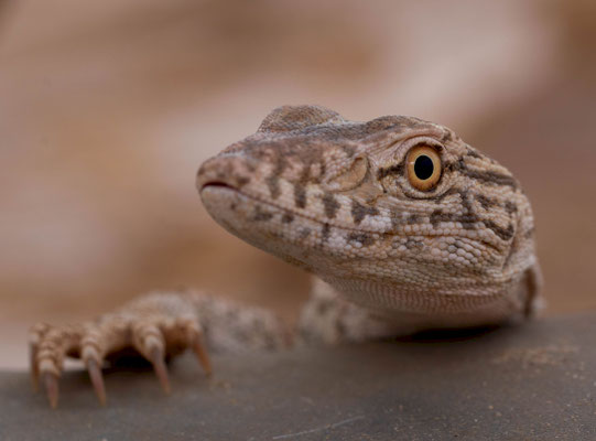 Desert monitor (Varanus griseus). Sahara, 2023