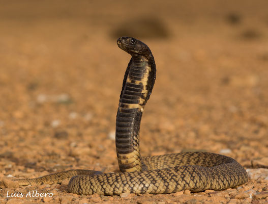 Egyptian cobra (Naja haje)
