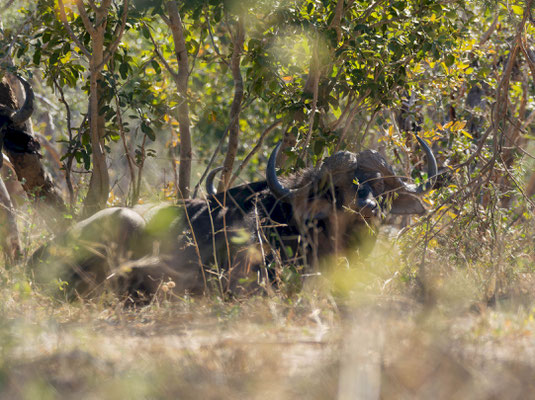 Cape buffalo (Syncerus caffer), male