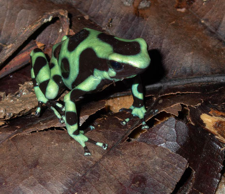 Green-and-black poison dart frog (Dendrobates auratus)