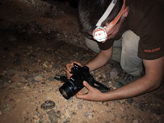 Little Bitis photosession 