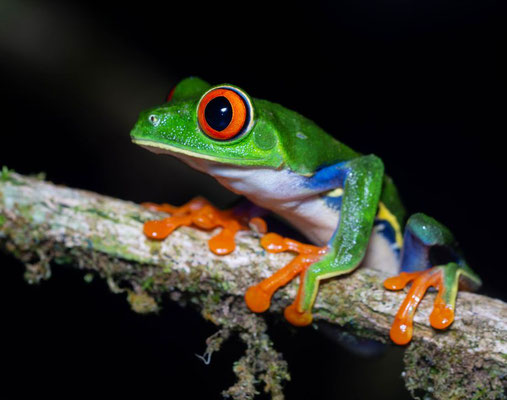 The iconic red-eyed tree frog (Agalychnis callydrias)