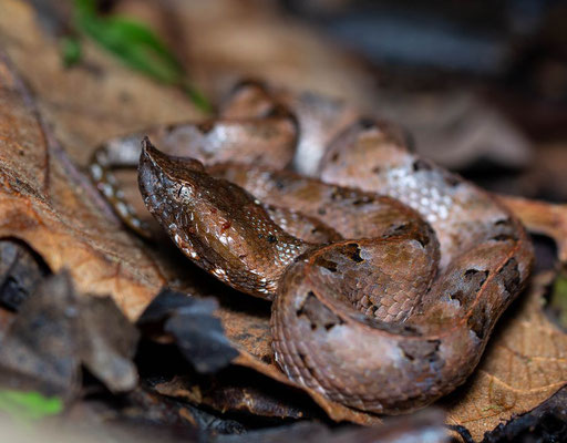 Rainforest hognosed pit viper (Porthidium nasutum)
