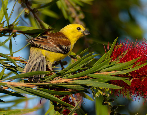 Sudan Golden Sparrow (Passer luteus)