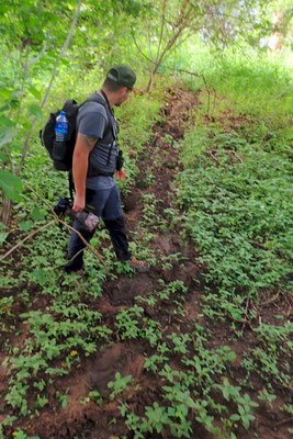 Hippopotamus track close to the river