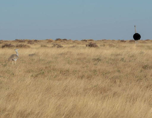 The original and the copy. Kori bustard (Ardeotis kori) and ostrich (Strutio camelus).