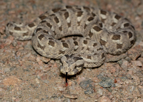 Many-horned adder (Bitis cornuta)