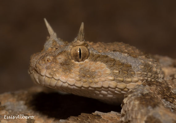 Sahara horned viper (Cerastes cerastes)