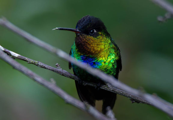 Fiery-throated hummingbird (Panterpe insignis), one of my favourite Costa Rican birds