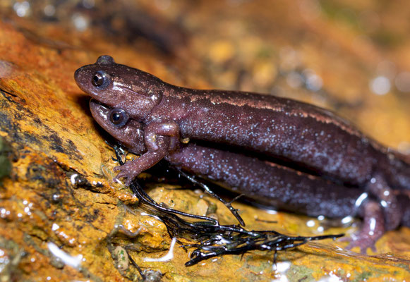 Golden striped salamanders (Chioglossa lusitanica). Portugal, 2022