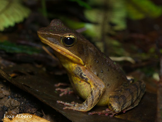 Brilliant forest frog (Lithobates warszewitschii). In situ