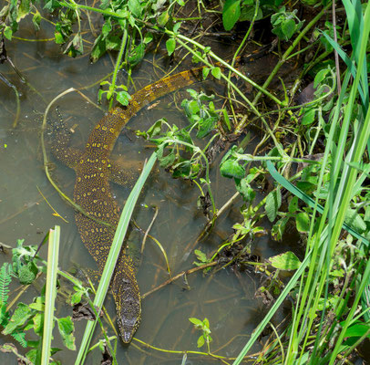 Nile monitor (Varanus niloticus), by Gabriela