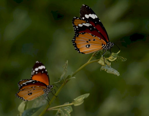Mariposa monarca africana (Danaus chrysippus)