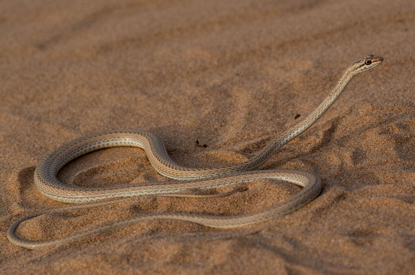 Schokari sand racer (Psammophis schokari)