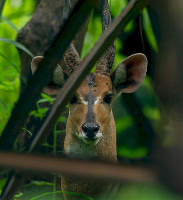 Bushbuck (Tragelaphus scriptus), male. They are always in areas with good cover