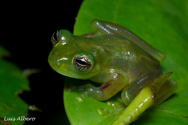 Dwarf glass frog (Teratohyla spinosa)