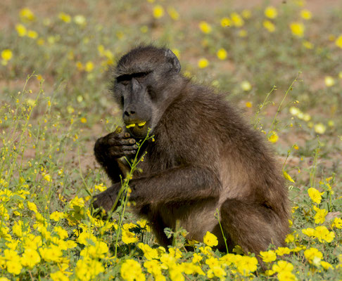 Chacma baboon (Papio ursinus)