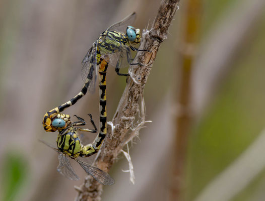 Onychogomphus cazuma, cópula