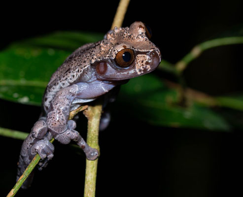 Coronated treefrog (Triprion spinosus)
