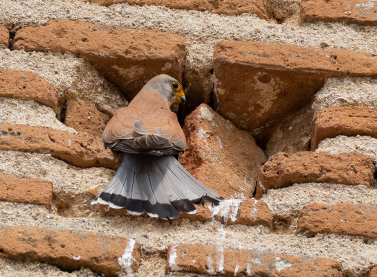 Cernícalo primilla (Falco naumanni), macho