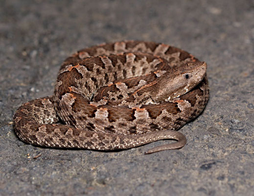 Slender Hognose Viper (Porthidium ophryomegas)