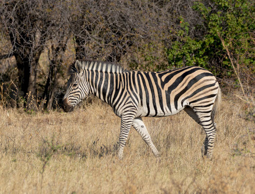 Plains zebra (Equus quagga burchelli)