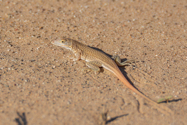 Wedge-snouted sand lizard (Meroles cuneirostris), perhaps the only interesting herp of that day