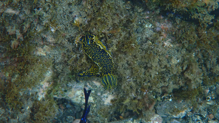 Nudibranch (Felimare picta)