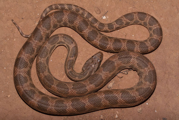 Mograbin diadem snake (Spalerosophis dolichospilus), big one, pattern