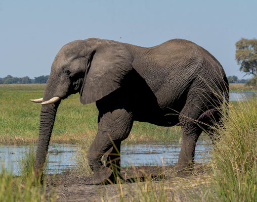 African Savanna Elephant (Loxodonta africana)