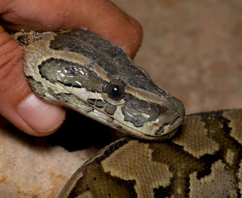 African rock python (Python sebae), I had to hold it to make a head shot...