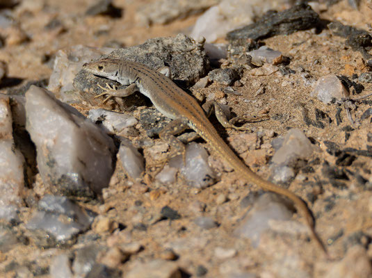 Plain Sand Lizard (Pedioplanis inornata)
